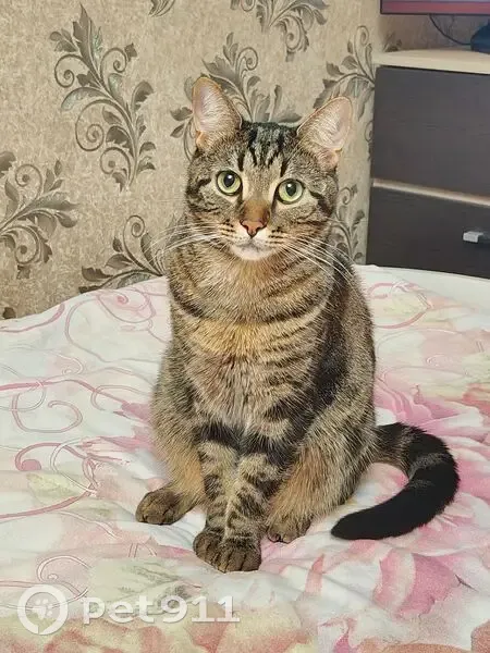 Пропала кошка Барсик, ул. Гагарина, Курск - photo