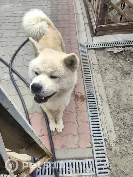 Пропала Акита Ину, Электролесовская 76Б - photo