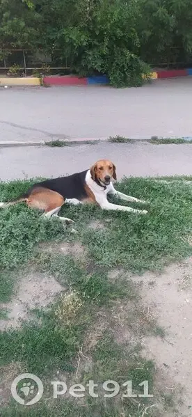 Пропала собака, ул. Калинина 47, Астрахань - photo