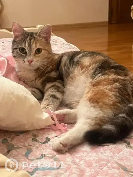 Пропала кошка, Красноярск, 3-я Дальневосточная - photo