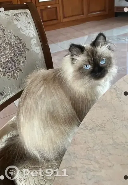 Пропала кошка, 3-я Дальневосточная, Красноярск - photo