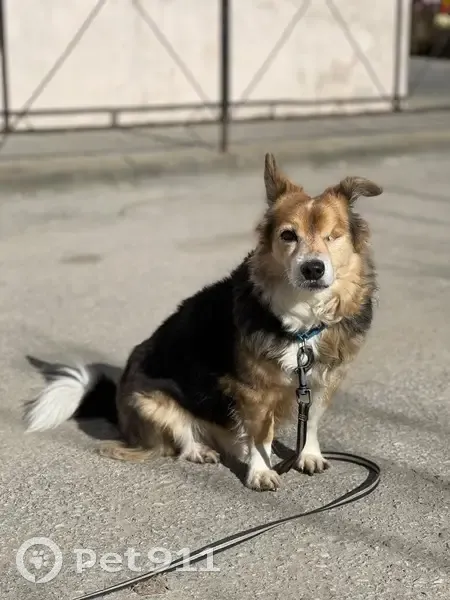 Пропала собака на пр. Маршала Жукова, Ростов - photo