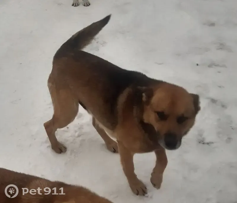 Пропала собака в Супонево, Брянская обл. - photo