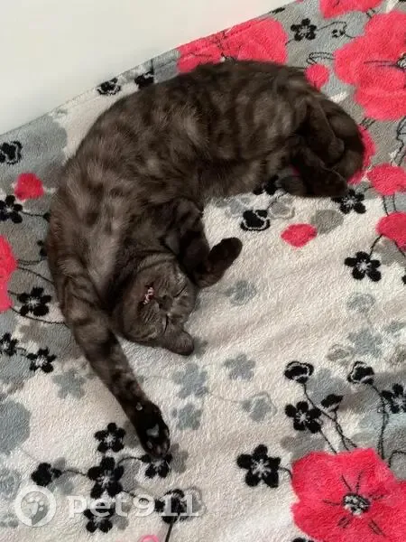 Пропала кошка, ул. Куйбышева, Усть-Катав - photo