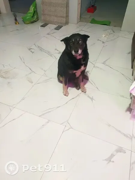 Пропала собака, Лесная ул., Кобралово - photo