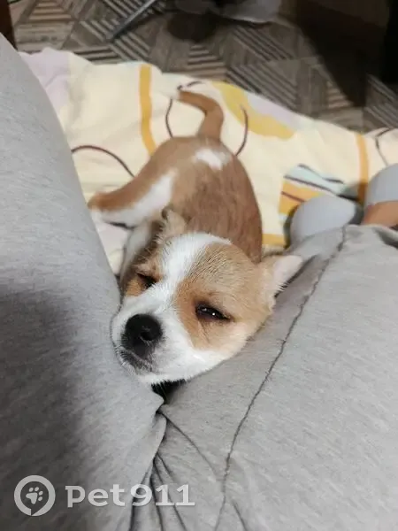 Пропала собака, Садовая ул. 64, Цибанобалка - photo