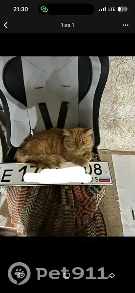 Пропала кошка, ул. Ю. Клыкова, 7, Элиста - photo