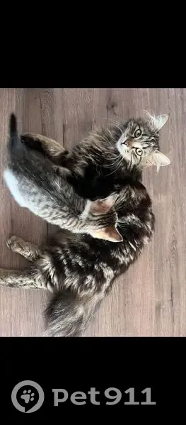 Пропала кошка, Тула, 1-я Криволученская - photo