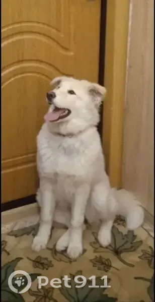 Пропала собака, ул. Н. Сусловой, Н. Новгород - photo