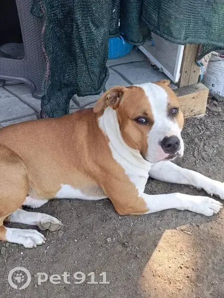 Пропала собака, Лесная ул., Каменск-Шахт. - photo