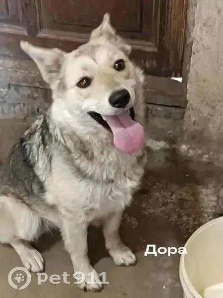 Пропала собака: ул. Стара-Загора, Самара - photo