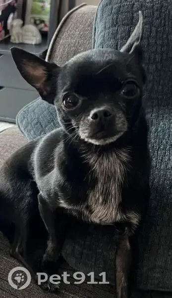 Пропала собака, ул. Чернышевского, Брянск - photo