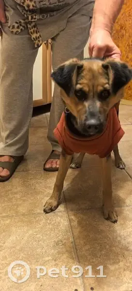 Пропала собака, Вокзальная ул. 20, Балашиха - photo