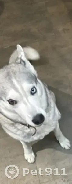 Пропала собака, ул. Бажова, 21, Сургут - photo