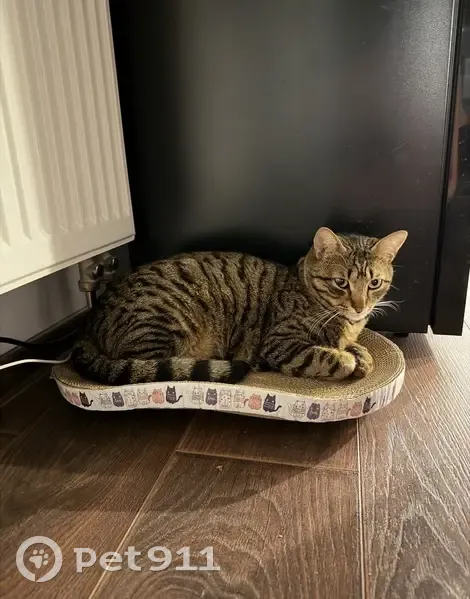 Пропала кошка, ул. Лисичкина, 20 - photo