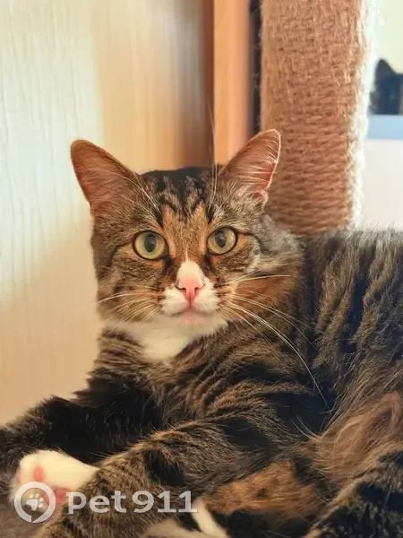 Пропала кошка, Дворцовая пл., СПб - photo