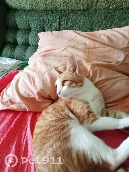 Пропала кошка, Пионерская 4/1, Новочебоксарск - photo