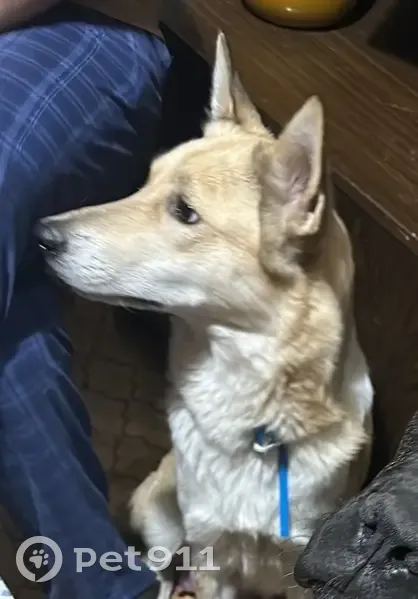 Пропала собака, ул. Павлова 19, Щёлково - photo