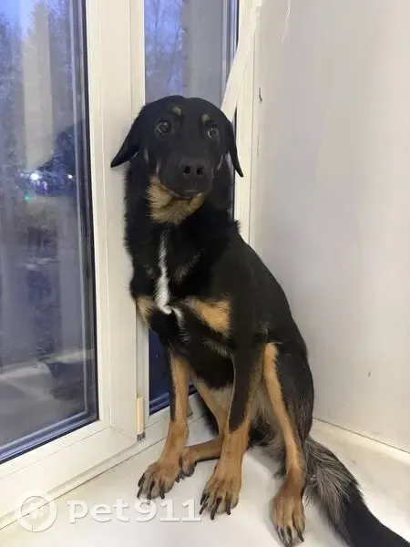 Пропала собака в районе посёлка Новый, Бабенки - photo