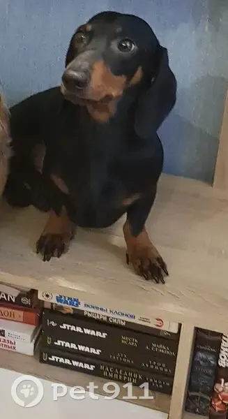 Пропала такса, 46Н-02858, 10 - photo