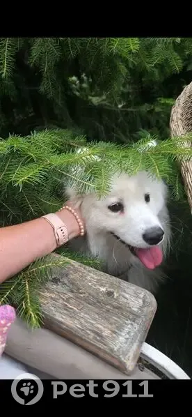 Пропала собака, ул. Кукареки 43, Калуга - photo