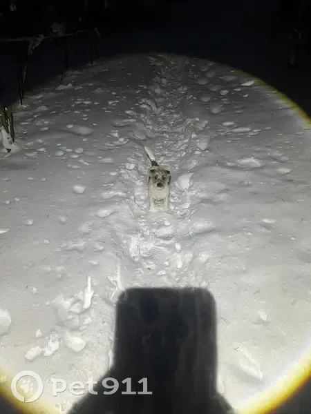 Пропала собака, Подлесная ул., 2Б, Воткинск - photo