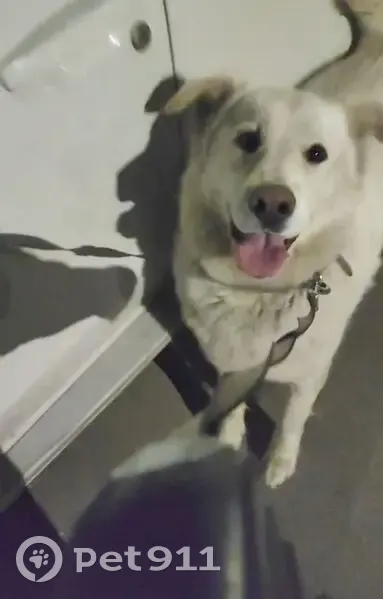 Пропала собака на Ивлиева, 1/4, Н.Новгород - photo