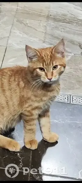 Пропала рыжая кошка, Бирюзовая 294 - photo