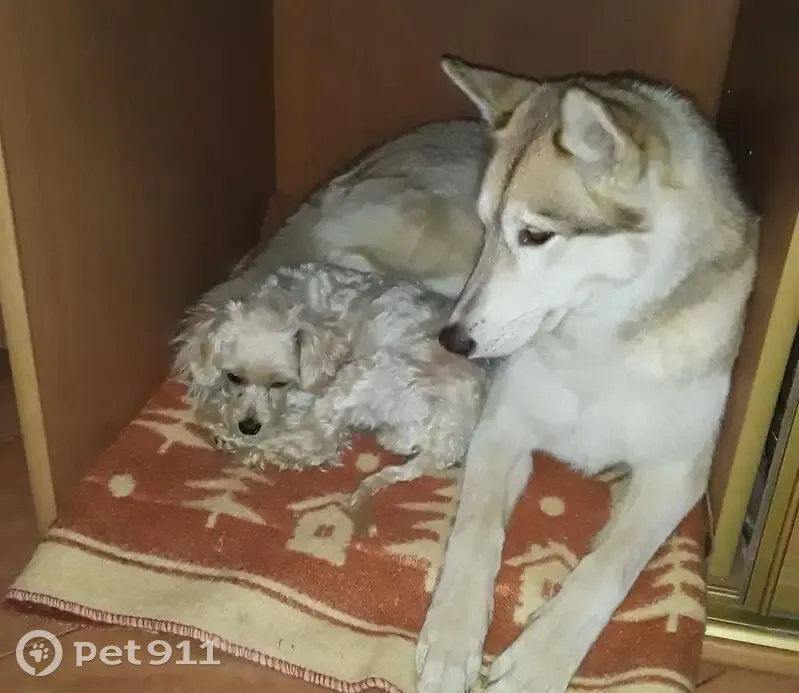 Пропала хаски, Гвардейская ул., 3 к1 - photo