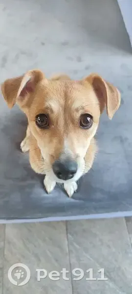 Пропала собака, ул. Суворова 117, Краснодар - photo