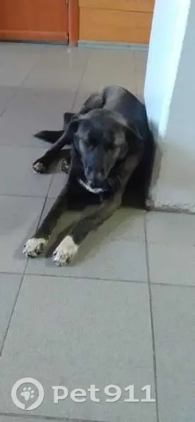 Пропала собака, Кондомское шоссе, Новокузнецк - photo