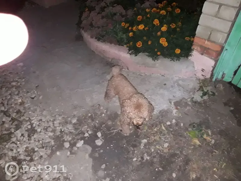 Пропала собака, Пугачёва 208, Саратов - photo