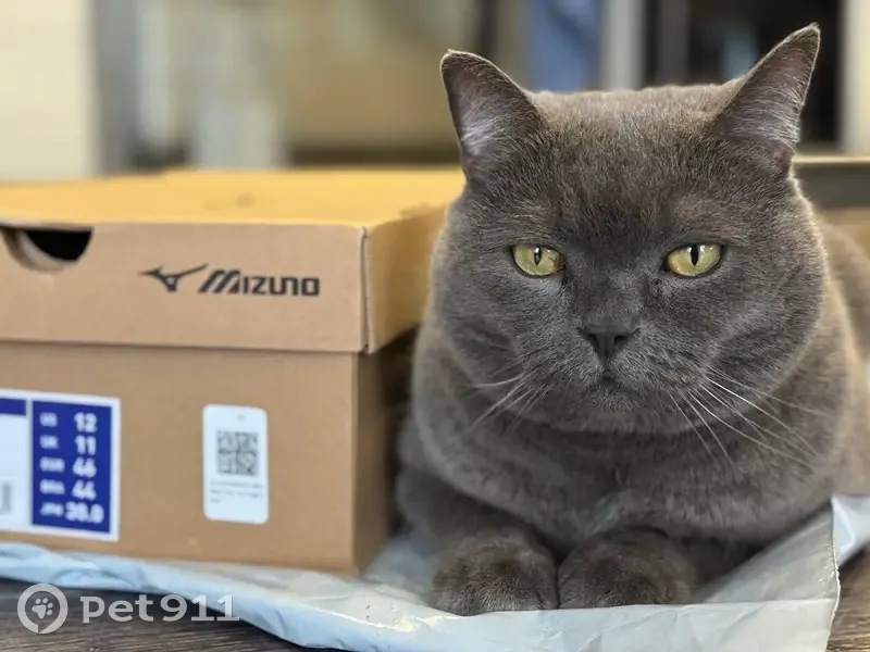 Пропала кошка, ул. Маяк, Хвалынск - photo