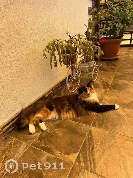 Пропала кошка на ул. Абовяна, Верхний Юрт - photo