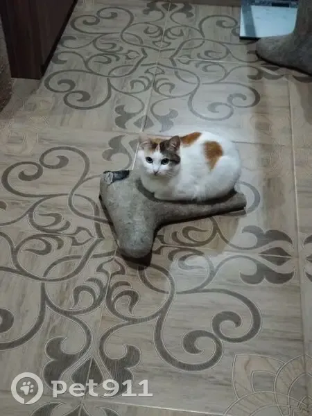 Пропала кошка на Скоропусковском, 19 - photo