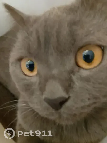 Пропал серый кот, ул. Кирова 2А, Хабаровск - photo