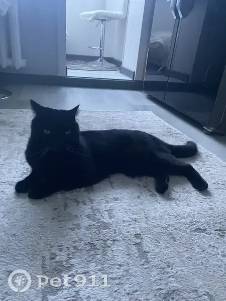 Пропала кошка, ул. Чапаева, Нижневартовск - photo