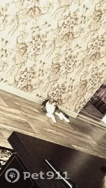 Пропала кошка, Урюпинск, Фурманова 37 - photo