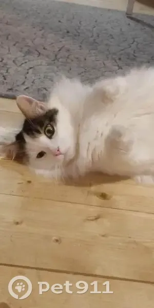 Пропала кошка Пушок, Владимир, Средний 5 - photo