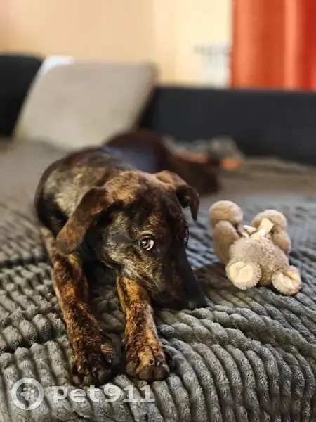 Пропала собака, Бронницы, МО - photo