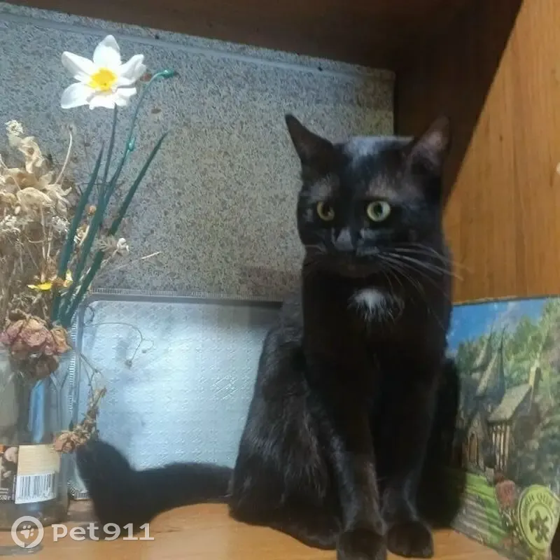 Пропал кот, ул. Калинина, 39 к3, Ярославль - photo