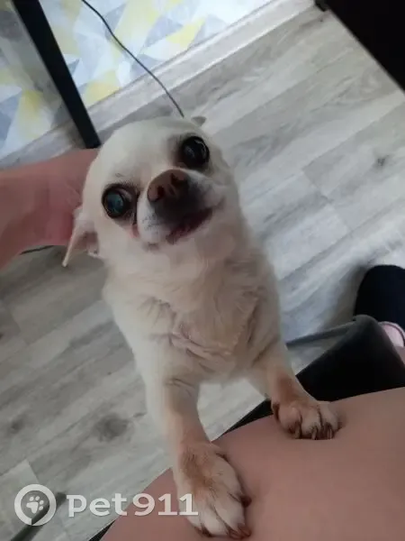 Пропала собака, ул. Восход 5, Новосибирск - photo