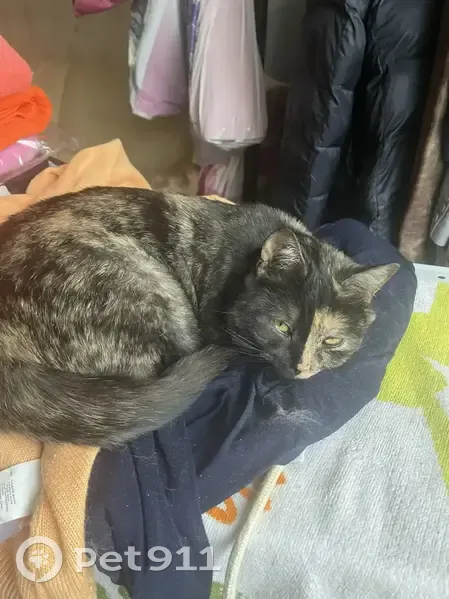 Пропала кошка, Октябрьская наб. 44, СПб - photo