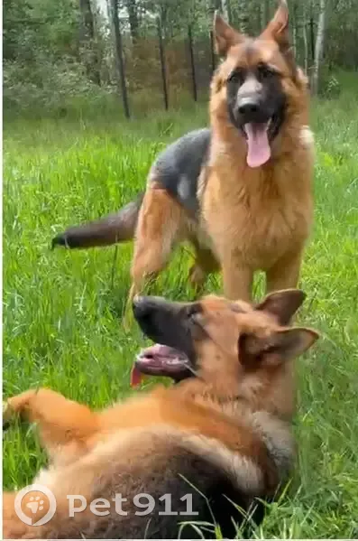 Пропали овчарки в деревне Дальняя - photo
