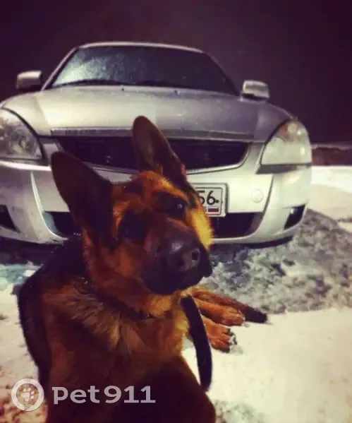 Пропала собака, ул. Котова, 25, Оренбург - photo