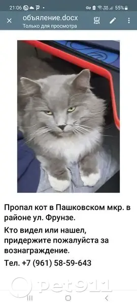 Пропала кошка на ул. Фрунзе, Краснодар - photo