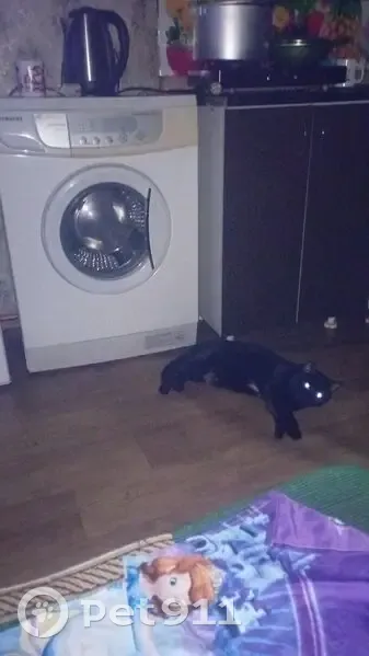 Пропала кошка, Щетинкина 9, Абакан - photo