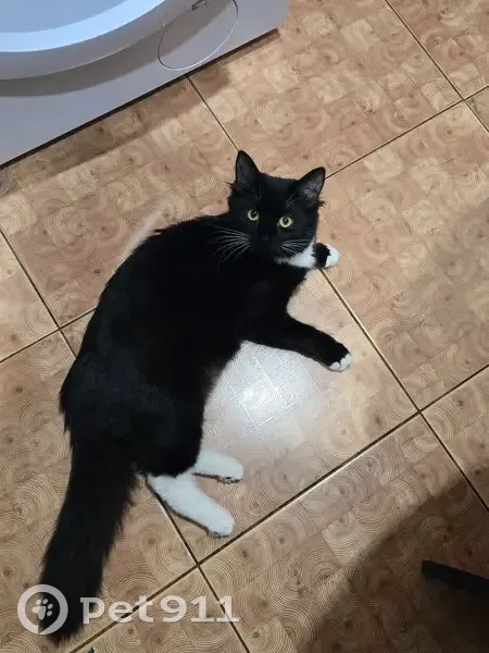 Пропала кошка, пр. Ленина 3, Кириши - photo