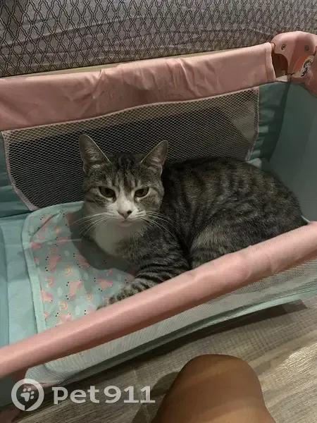 Пропала кошка: Старый Оскол, Белгородская - photo