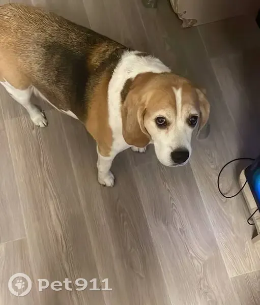 Пропала бигль Кора, Пуркаева 53А - photo